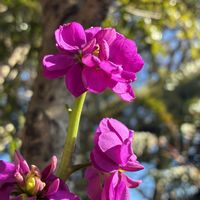ストック,青い空,今日のお花,繋がりに感謝✨,平和を願う☆の画像