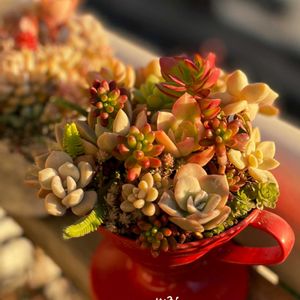 ｵｼﾞｿﾞｰﾀﾝ,寄せ植え,多肉植物,多肉植物寄せ植え,多肉寄せ植えの画像