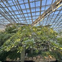 クレロデンドルム・ウガンデンセ,プルメリア,ベゴニア,ショクダイオオコンニャク,神代植物公園大温室の画像