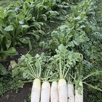 大根,２０２０年５月同期,能登半島の復興を願います,家庭菜園の画像