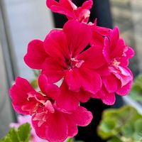 アイビーゼラニウム,ゼラニウム,花のある暮らし,がんばる♡,しぞーか勢の画像