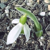 スノードロップ,ガーデニング,球根植物,早春の花,花に癒される日々の画像