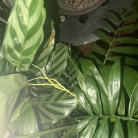 テーブルヤシ,テーブルヤシ,テーブルヤシ,テーブルヤシ,100均の画像