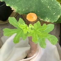イチジク,いちじく,バローネ,植え替え,挿し木の画像