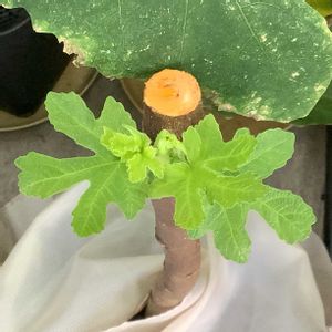 イチジク,いちじく,バローネ,植え替え,挿し木の画像