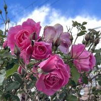 つるバラ...,つるバラ,花のある暮らし,花が好き,バラを楽しむの画像