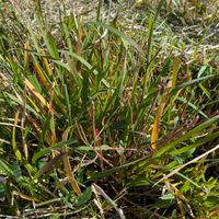 雑草,日記,こぼれ種,自己流,無農薬の画像
