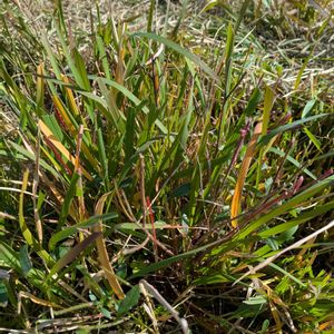 雑草,日記,こぼれ種,自己流,無農薬の画像