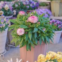 ヘリクリサム,コロロジャンボ,コロロジャンボ ピンクグラデーション,サントリー フラワーズの画像