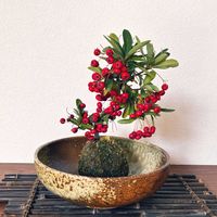 ピラカンサ,花のある暮らし,玄関アプローチの画像