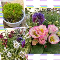 リナリア,オキザリス・バーシカラー,プリムラ　ジュリアン,スーパーアリッサム・フロスティナイト,花かんざしウインターライムの画像