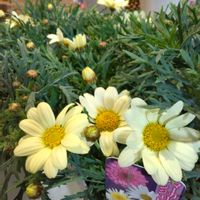 マーガレット,寄せ植え,ガーデニング,可愛い,ベランダガーデニングの画像