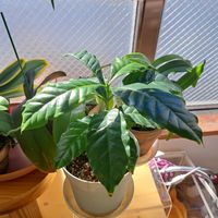 コーヒーの木,リビング・ダイニングの画像