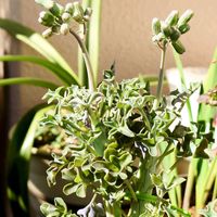 七宝樹,セネキオ属,セネシオ属,キク科,福岡県の画像