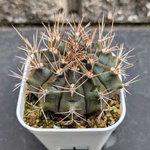 サボテン,ギムノ,ギムノカリキウム,翠晃冠,翠晃冠（スイコウカン）の画像