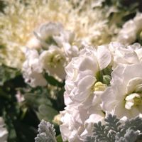 ストック,葉牡丹,八重咲きストック,八重咲きストック,シルバーレースの画像