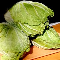 白菜,ご近所さんからのお裾分け,当分白菜のフルコースを楽しめます,田舎アルアルの画像
