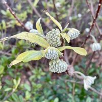 ミツマタ,公園,落葉低木,素敵な出会いに感謝,金曜日の蕾たちの画像