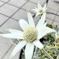 フランネルフラワー,季節を楽しむ,玄関先,モフモフの花の画像