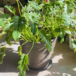 グリーン,インテリアグリーン,ジャングル化計画,絶好調,太陽の光を浴びての画像