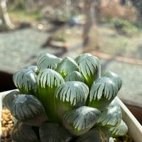 ハオルチア オブツーサ,リプサリス ピロカルパ,ダドレア 仙女盃,多肉植物の画像