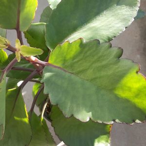 セイロンベンケイソウ,マザーリーフ,カランコエ属,リュウキュウベンケイ属の画像