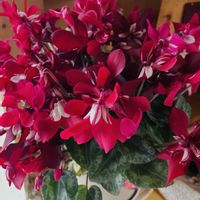 花のある暮らし,季節のお花,植え替えました,嬉しい,我が家のお花の画像