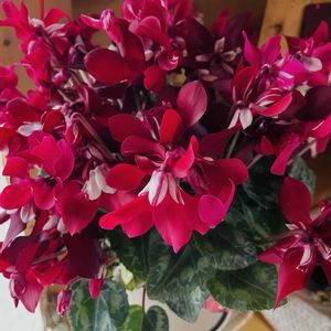 花のある暮らし,季節のお花,植え替えました,嬉しい,我が家のお花の画像