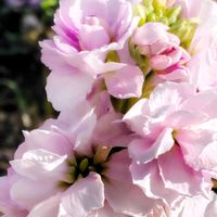 ストック,白い花,幸せの花たち,ありがとう♡︎⸜( ´ ꒳ ` )⸝♡︎,Love and Courageの画像