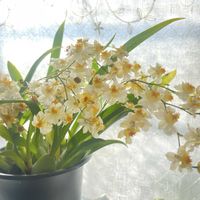 オンシジューム,癒し,花のある暮らし,ありがとう♡,お花大好き♡の画像