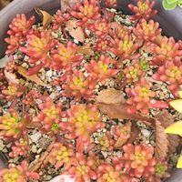 アロマティカス,虹の玉,レティジア,名月,マッコスの画像