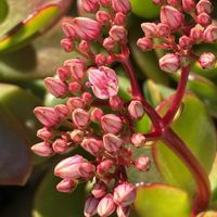 金のなる木,スマホ撮影加工なし,花の15年組,金曜日の蕾たちの画像