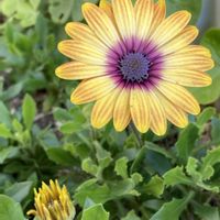 スイセン,オステオスペルマム,水仙,松葉菊,ほうれん草の画像