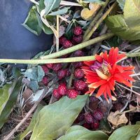 フェイジョアの画像