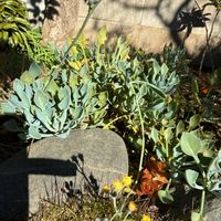 マサイの矢尻,スマホ撮影加工なし,花の15年組,金曜日の蕾たちの画像