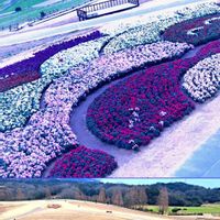 ストック,ストック,センニチコウ,菜の花,アメジストセージの画像