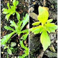 ノースポール,名前を教えて,いつもありがとう♡,GSのみなさんに感謝♡,復興祈願の画像