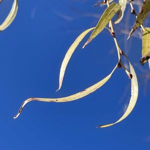 シダレヤナギ,散歩,素敵な出会い,季節を楽しむ,胸キュンの画像