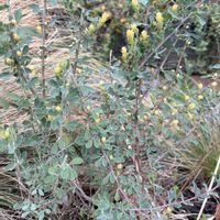 ロータスブリムストーンの画像