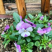 ユキノシタ,ビオラ,乙女山茶花,ジャッキーチェン,お出かけ先の画像