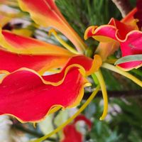 グロリオサ,グロリオサの画像