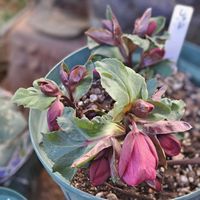 ブルースター,クリスマスローズ　マーロン,常緑山法師(ﾄｷﾜﾔﾏﾎﾞｳｼ),ﾌﾞﾙｰｽﾀｰ,ｸﾘｽﾏｽﾛｰｽﾞﾏｰﾛﾝの画像