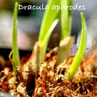 モンキーオーキッド,Dracula aphrodes,ドラクラ・アフォロデス,Dracula属,窓辺の画像