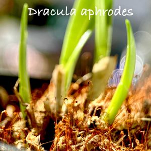 モンキーオーキッド,Dracula aphrodes,ドラクラ・アフォロデス,Dracula属,窓辺の画像