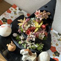 ストレプトカーパス,ヒヤシンス 水耕栽培,マッソニア・ロンギペス,金曜日の蕾たち,ストレプトカーパス/Hの画像