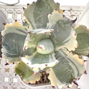 王妃兜蟹錦,王妃兜蟹錦,ダイソー産,アガベ属,ベランダの画像