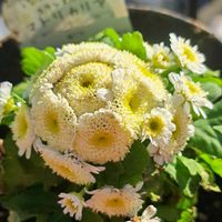 マトリカリア,マトリカリア,フランス小菊,鉢植え,復興祈願の画像