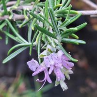 ローズマリー,デンマークカクタス,ユーフォルビア 白雪姫,おうち園芸,小さな庭の画像