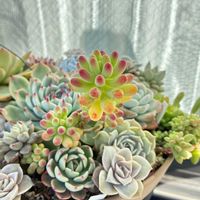 乙女心,ビオラ,桃太郎,七福美尼,アイボリーの画像