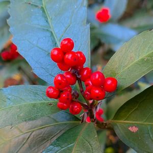 センリョウ,千両,雑草,山野草,野草の画像